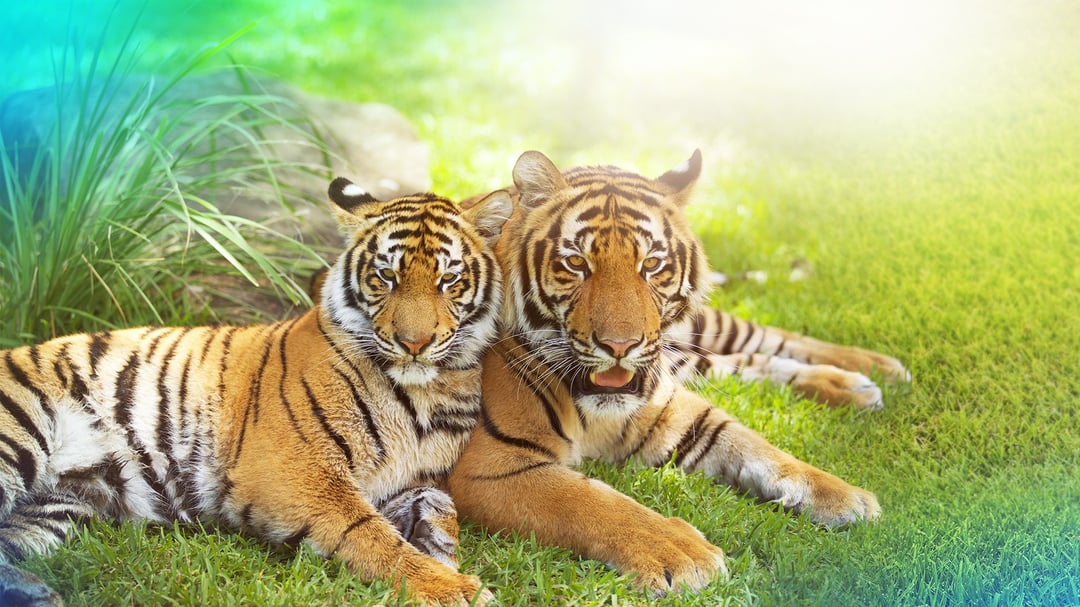 Tigers | Dreamworld