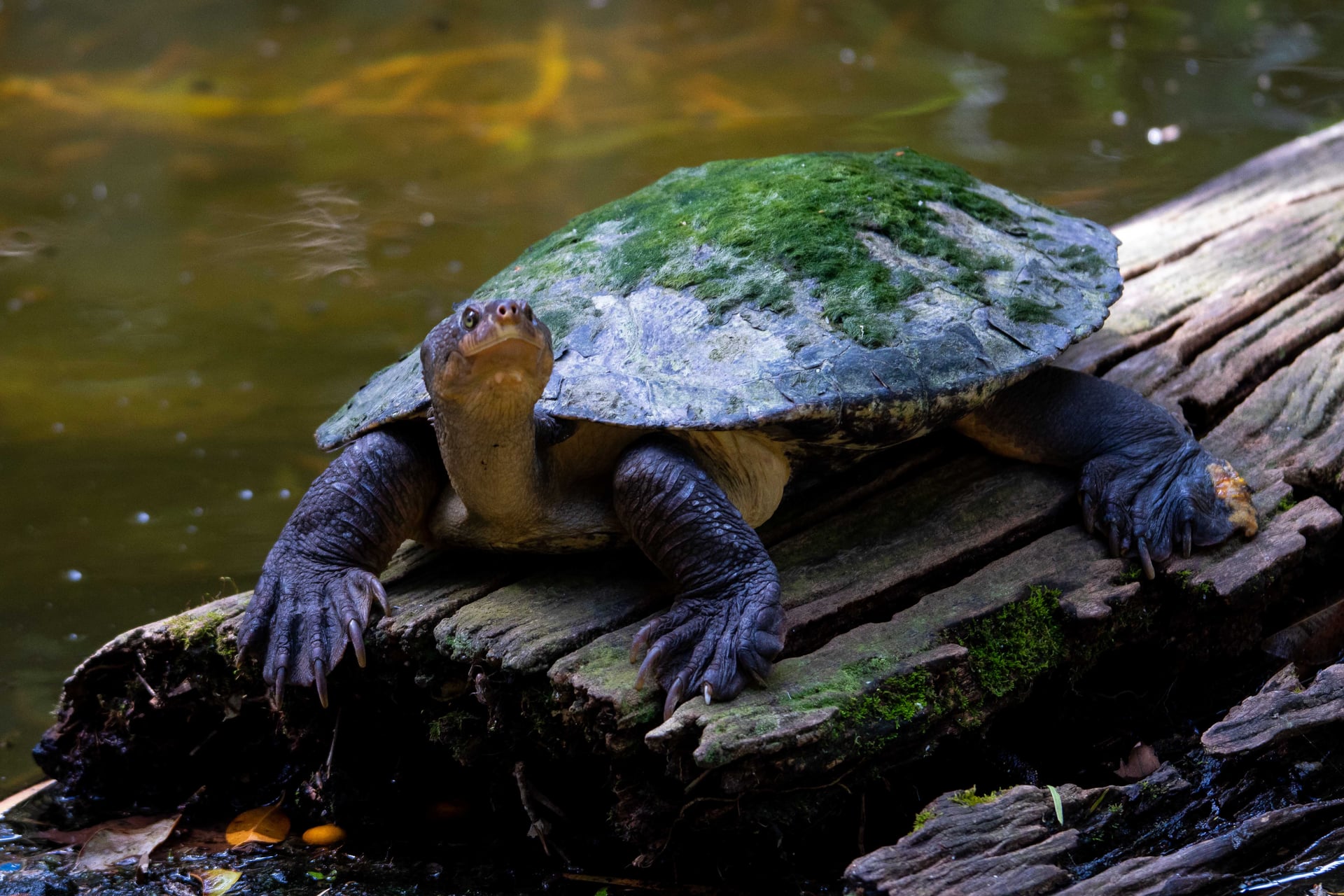 Turtles
