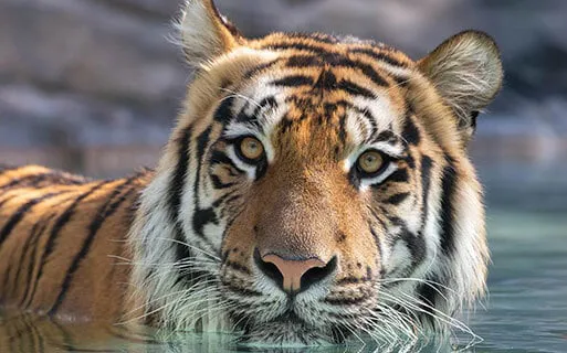 Global Tiger Day