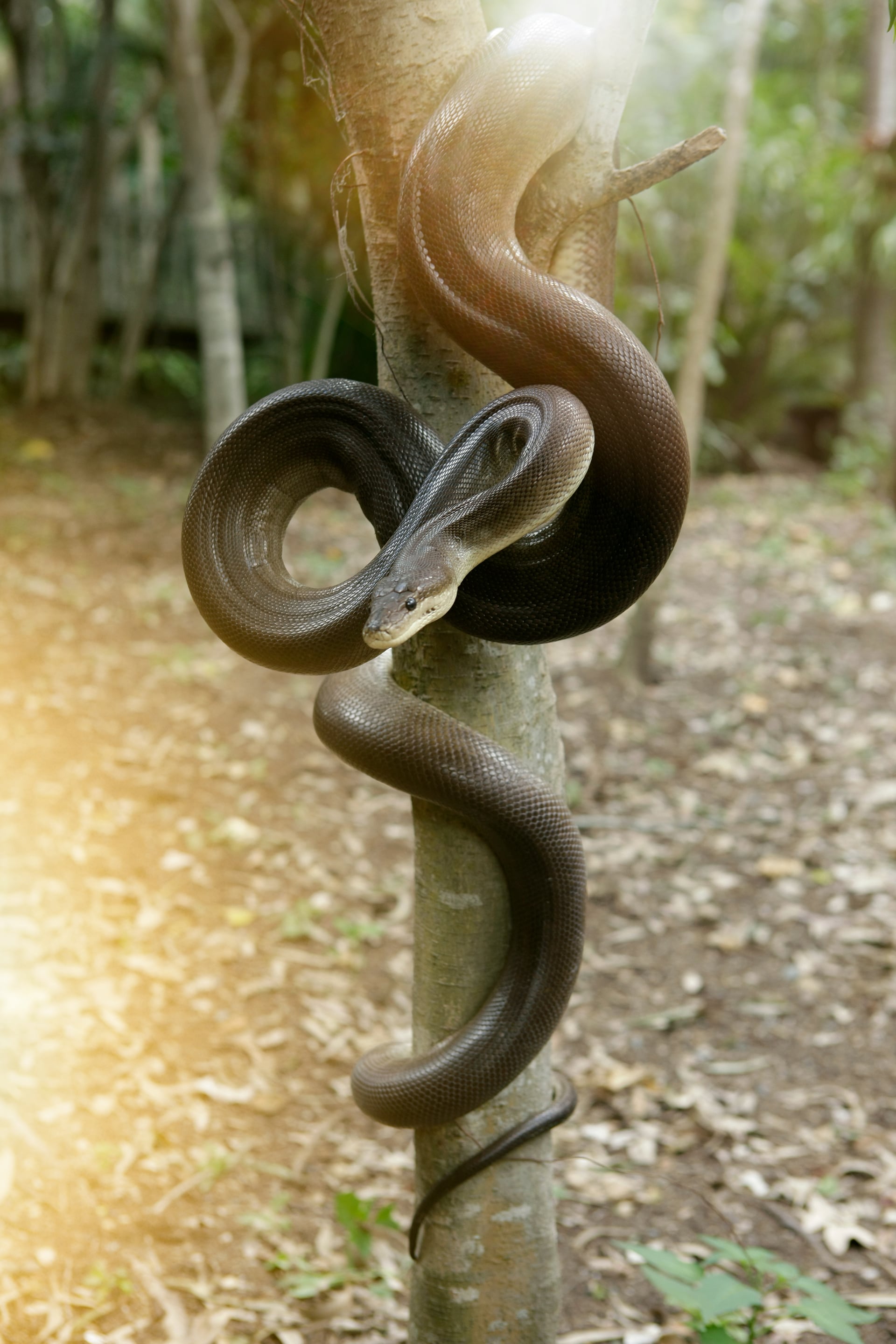 Olive python