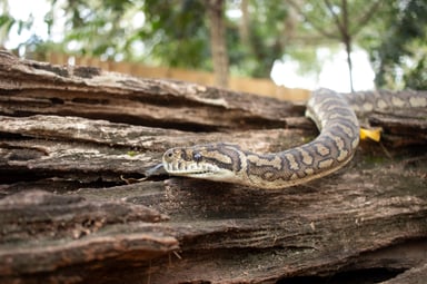 Pythons | Dreamworld