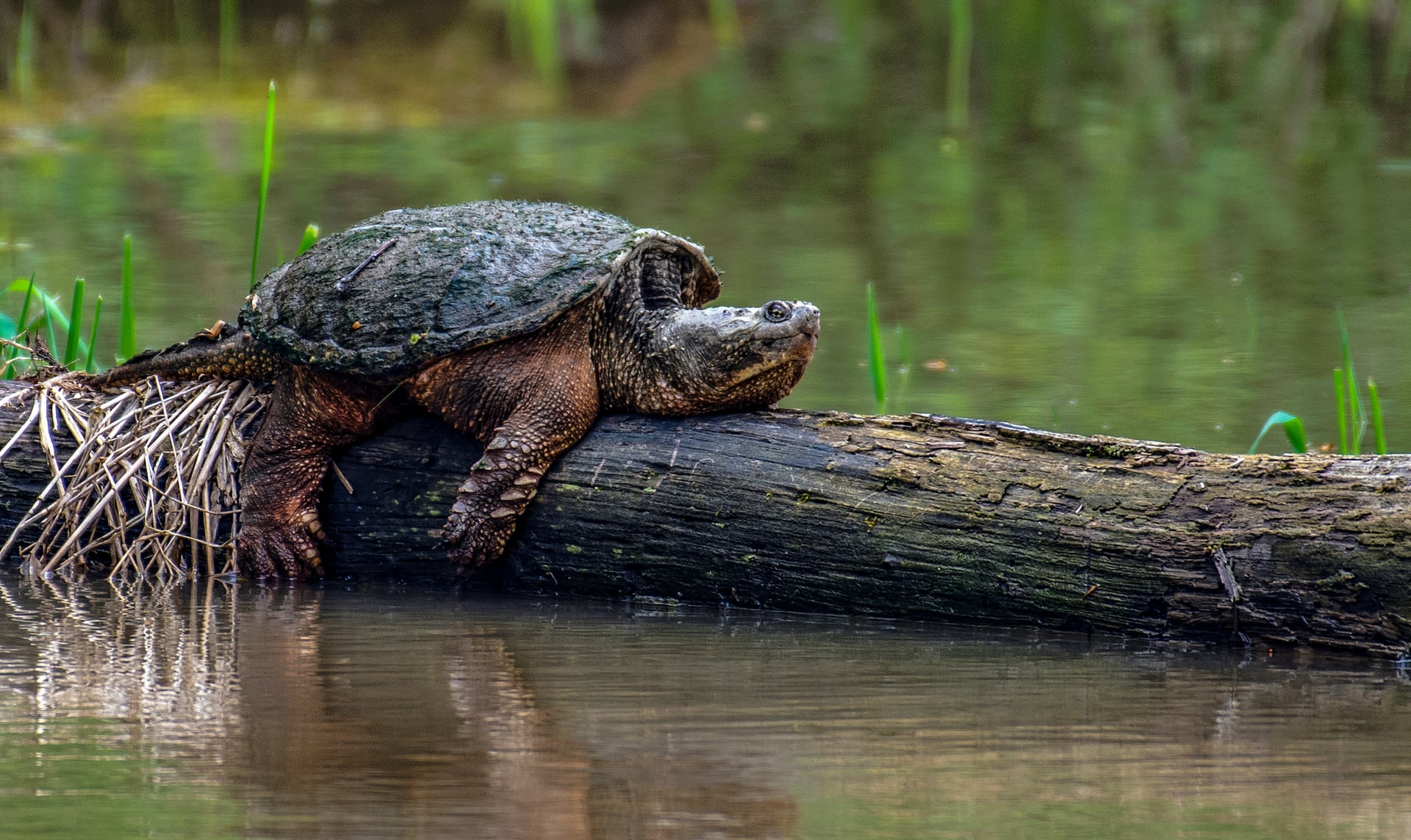 Snapping turtle