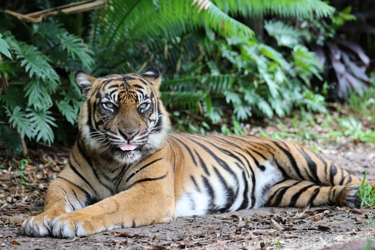 Tigers | Dreamworld