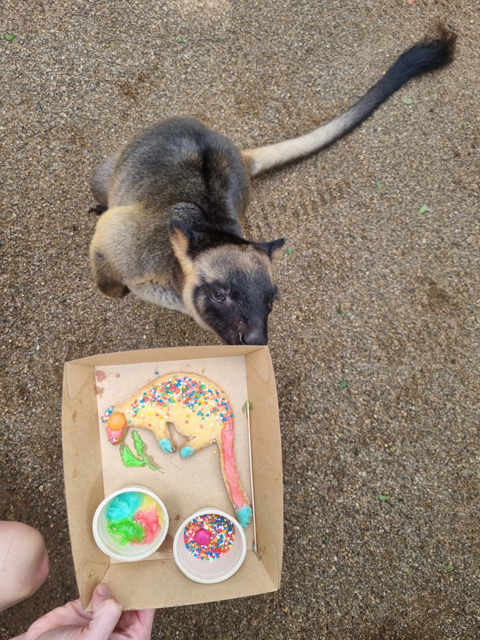 Tree Kangaroo