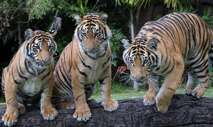 Our Tiger Cub Trio