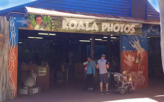 Koala Photos
