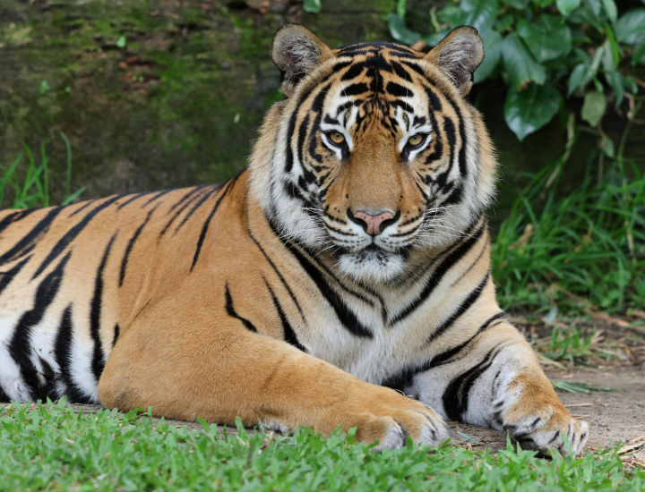 Get up close with one of our incredible tigers!